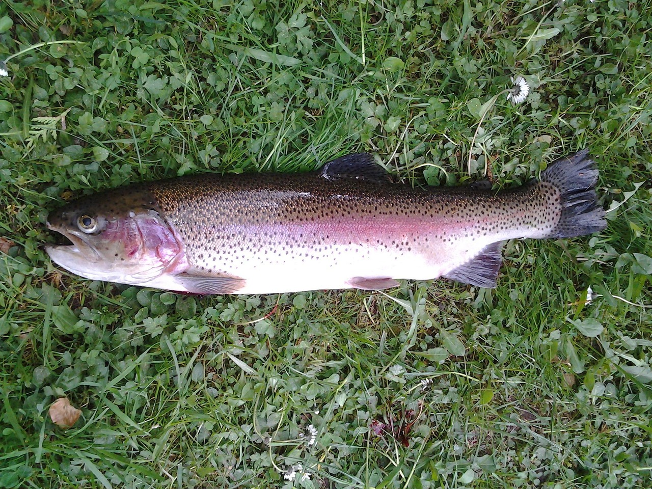 Laksefisk Krydsord