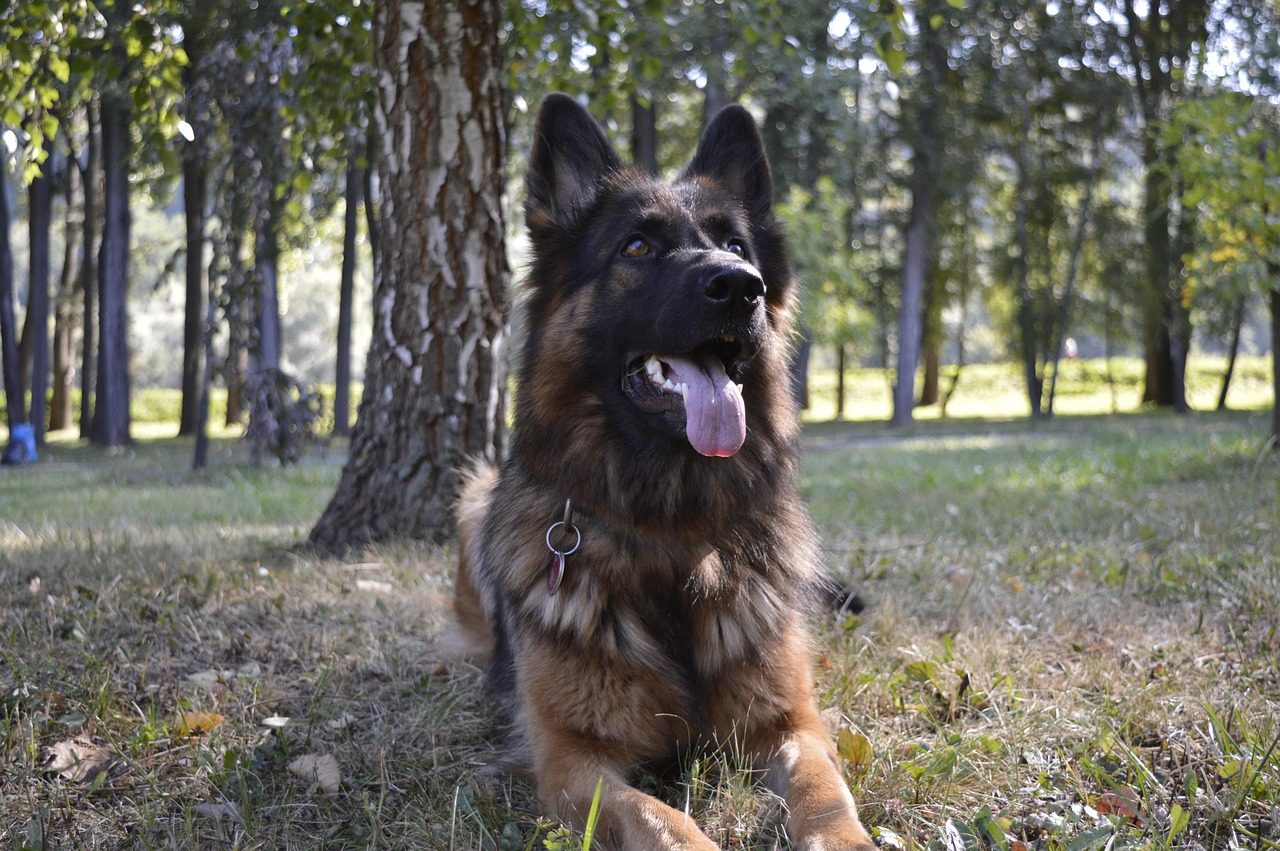 Hunden Krydsord