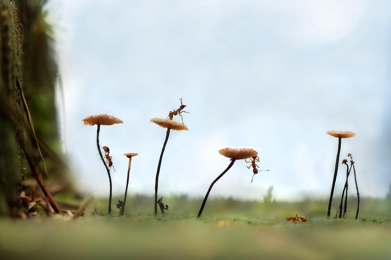 Insekter Krydsord