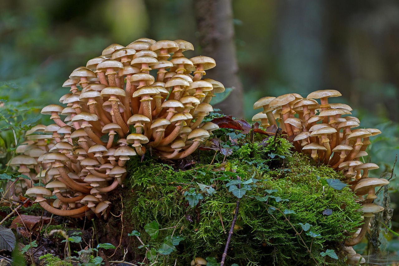 Samling Krydsord