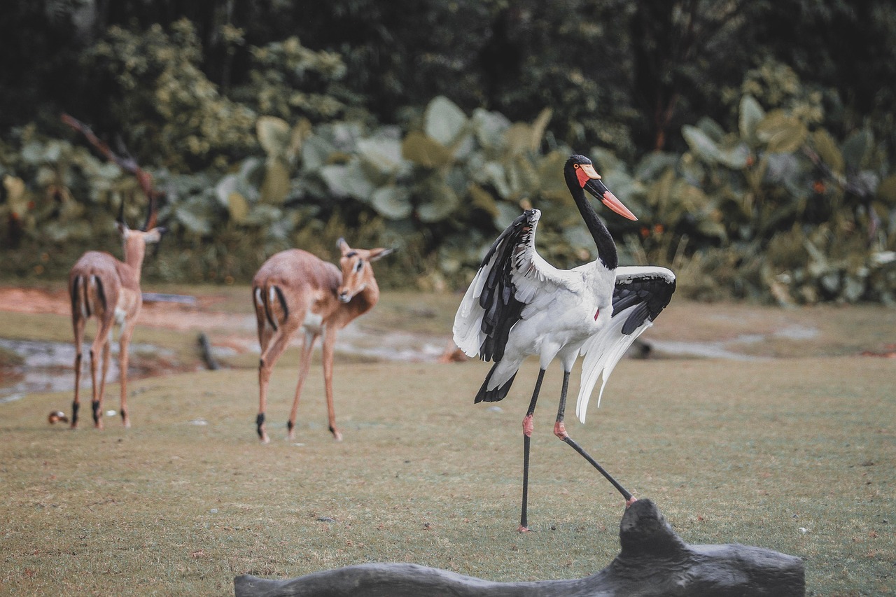 Stork Krydsord