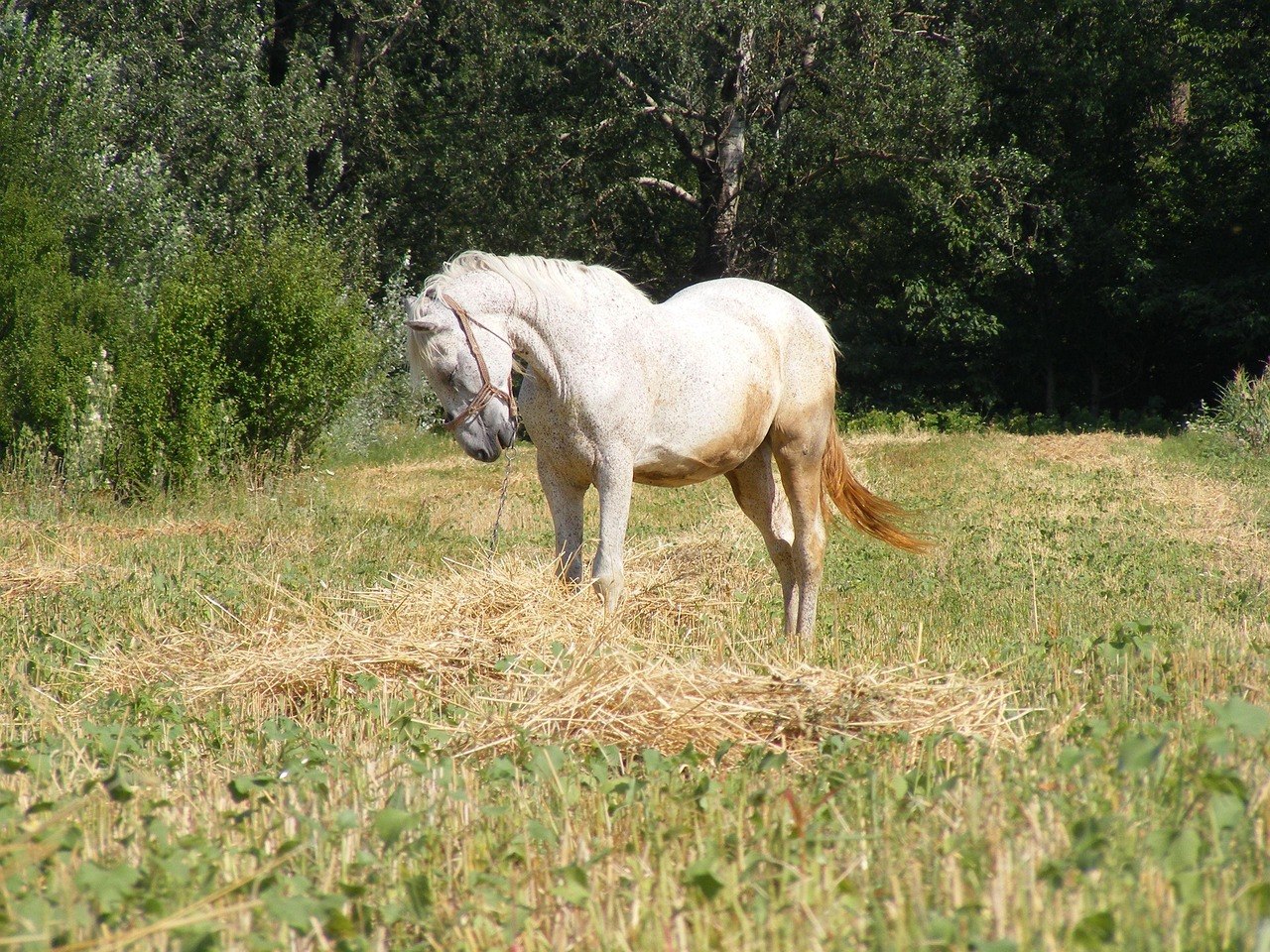 Arabisk land Krydsord