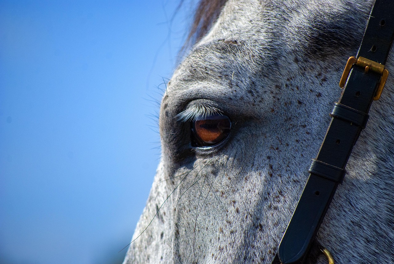 Hest Krydsord