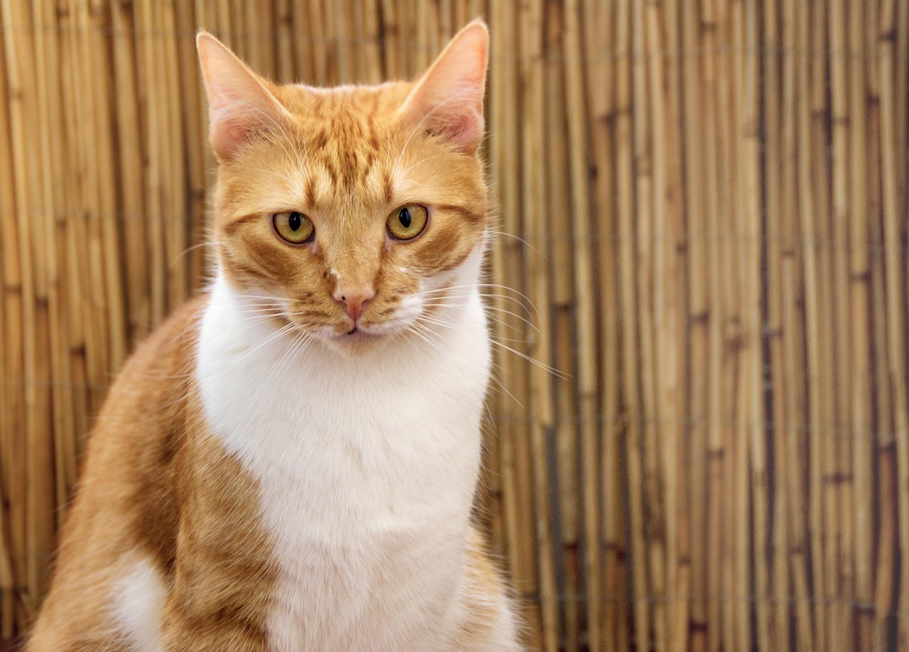 Velopdragen Krydsord