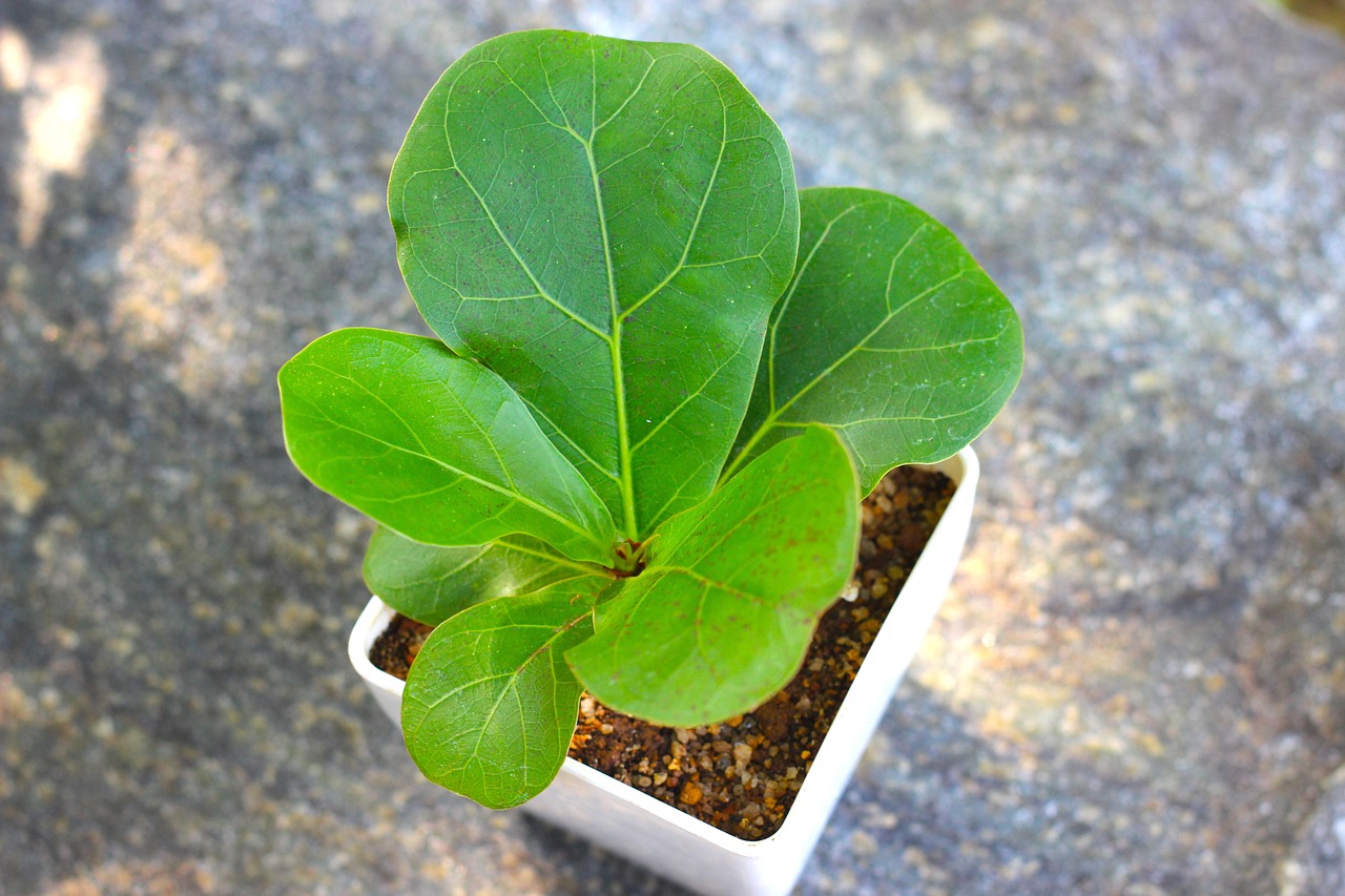 Dværgplante Krydsord