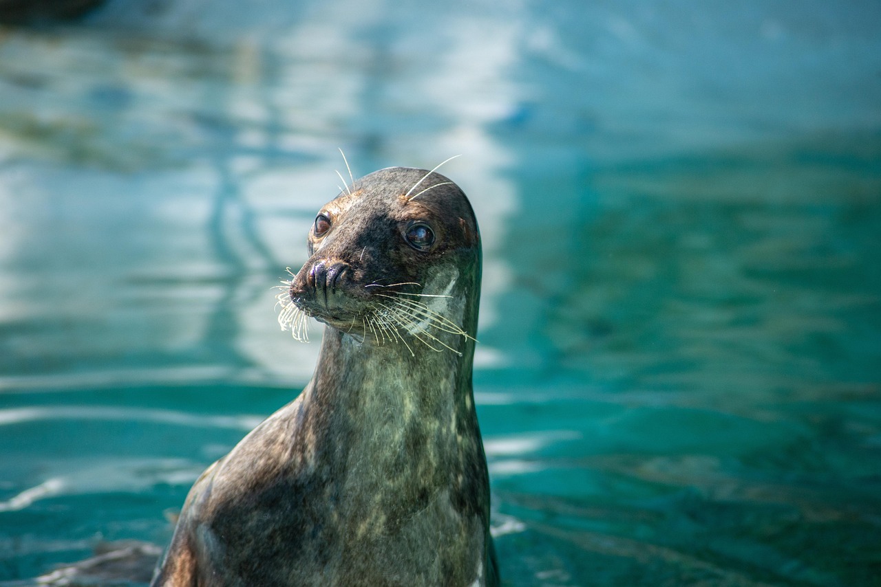 Zoologi Krydsord