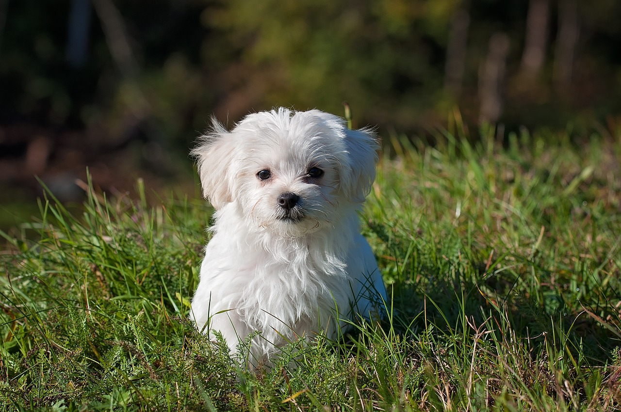 Hund Krydsord