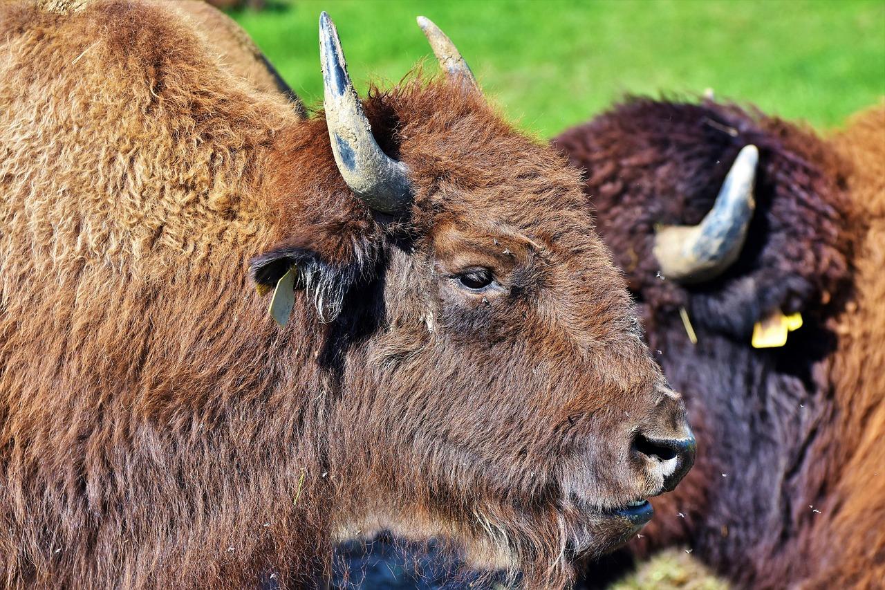 Bison Krydsord