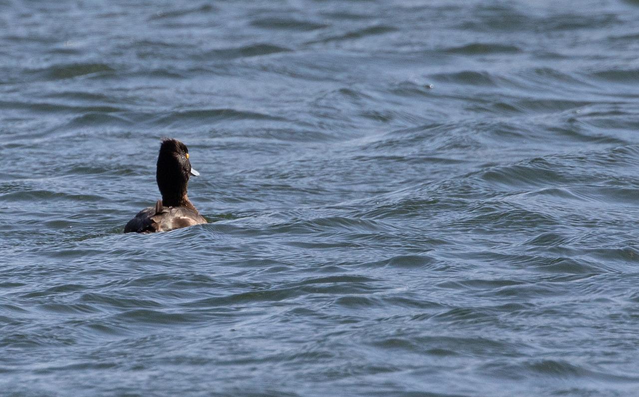 Flod i schweiz Krydsord