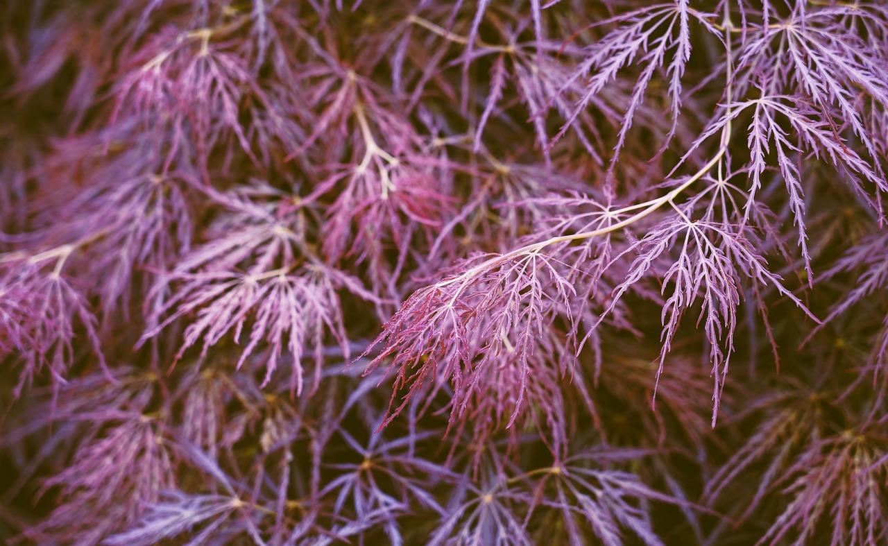 Palatum Krydsord