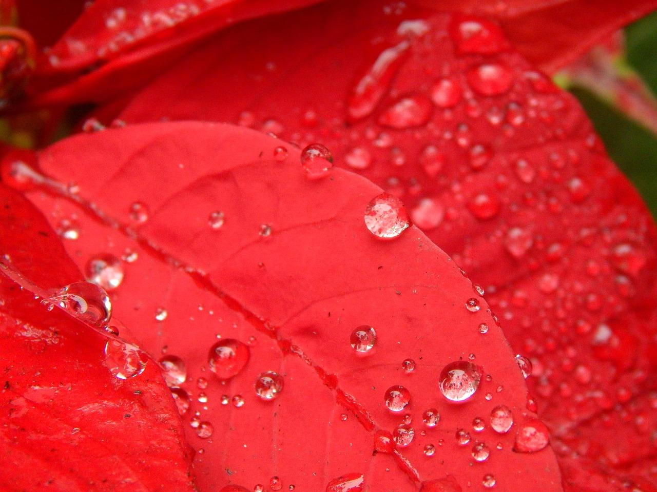 Overdådige Krydsord