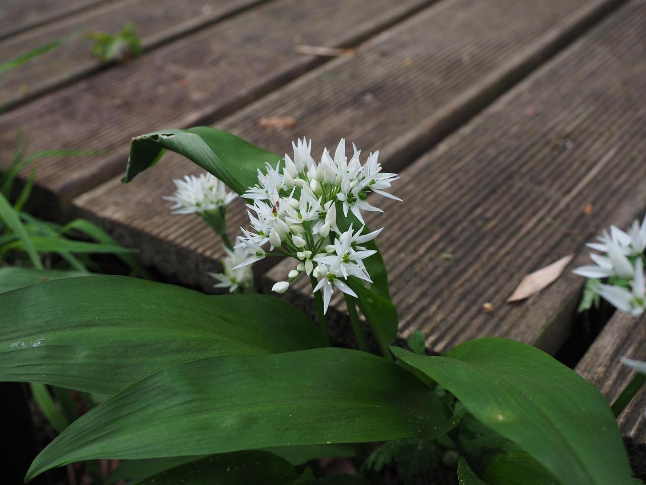 Remse Krydsord
