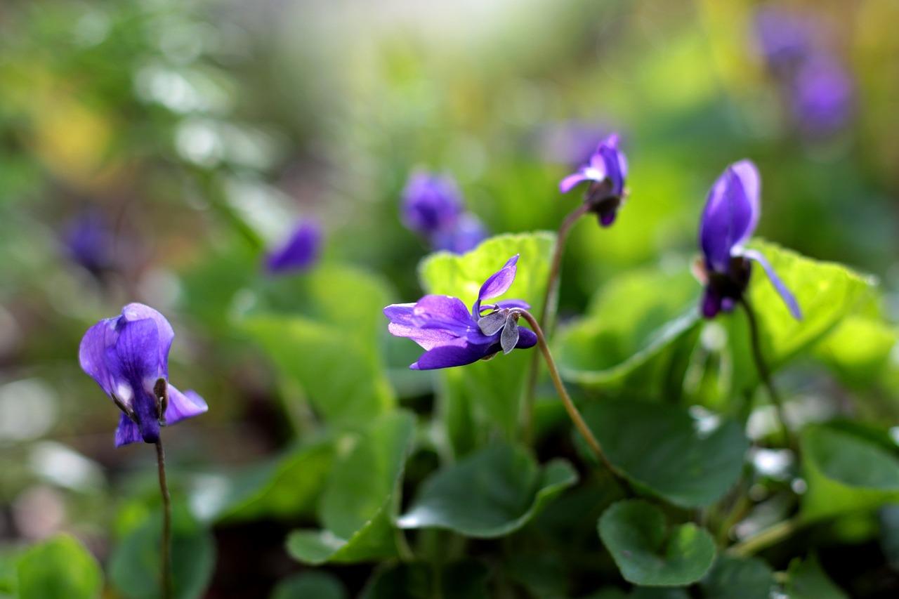 Viola Krydsord