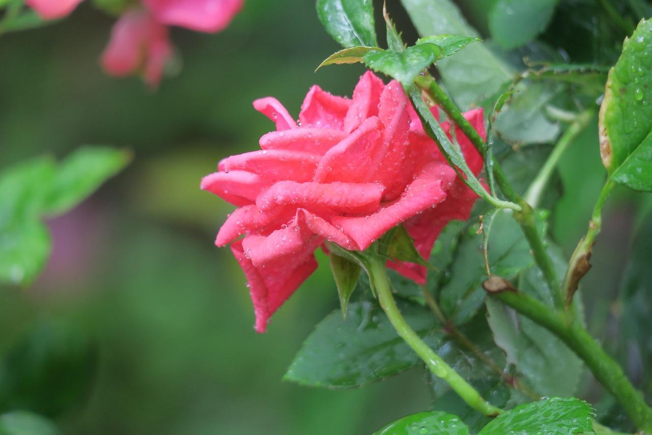 BerÃ¸ring Krydsord