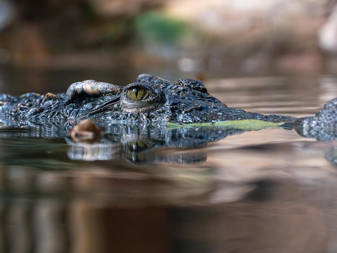 Alligator Krydsord