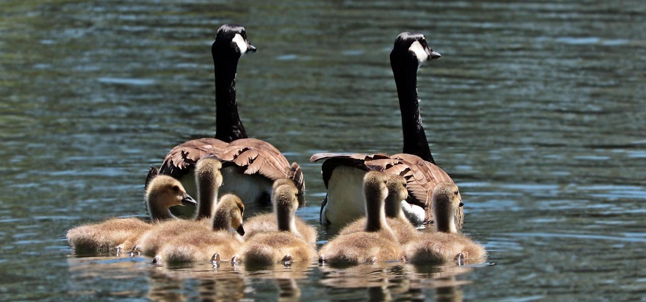 Familie journalen Krydsord