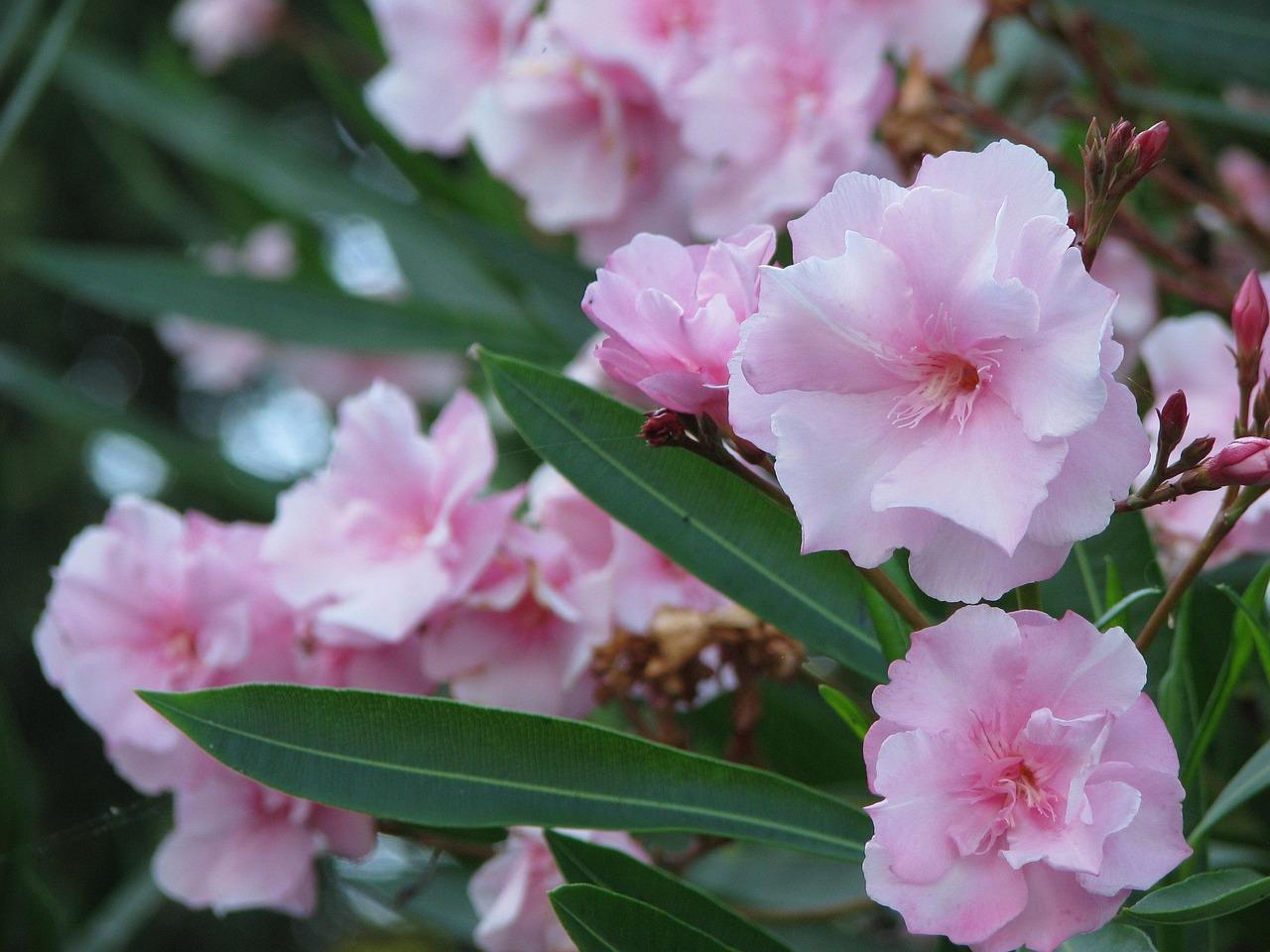 Oleander Krydsord