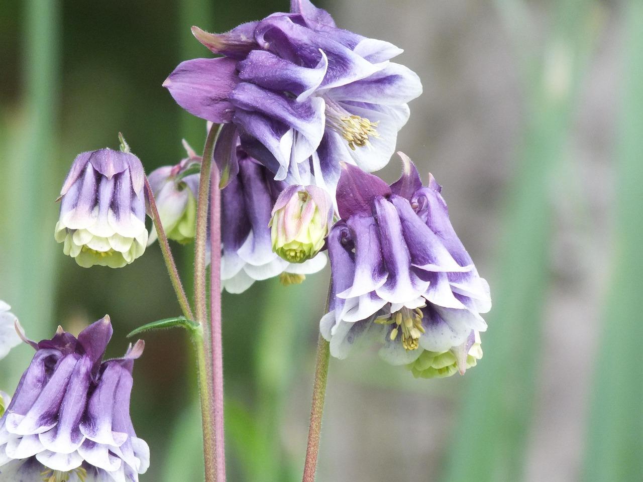 Blomsten Krydsord