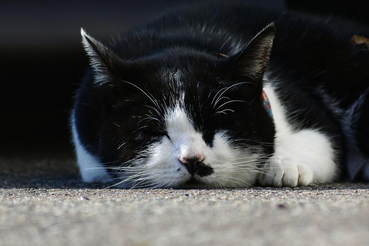 Nappet Krydsord