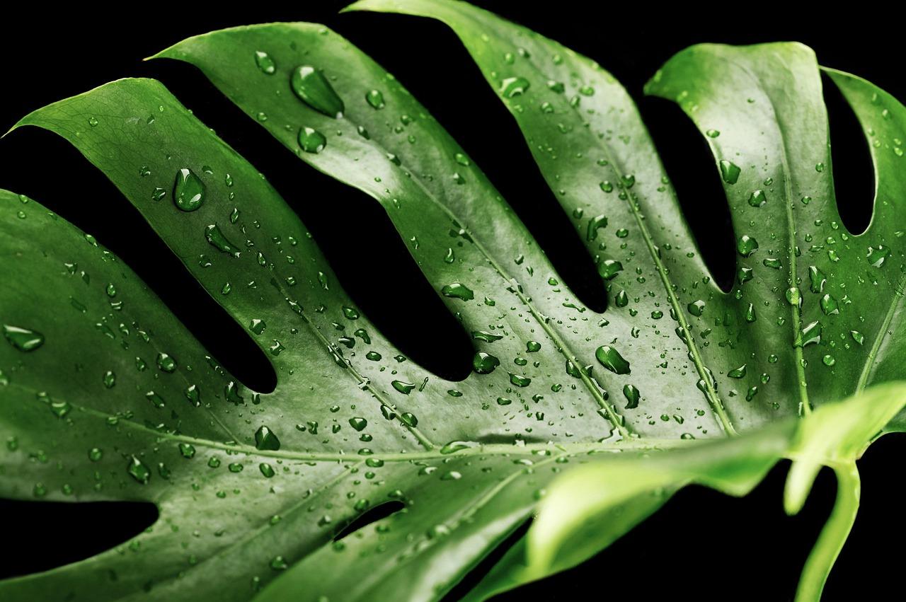 Tropisk plante Krydsord