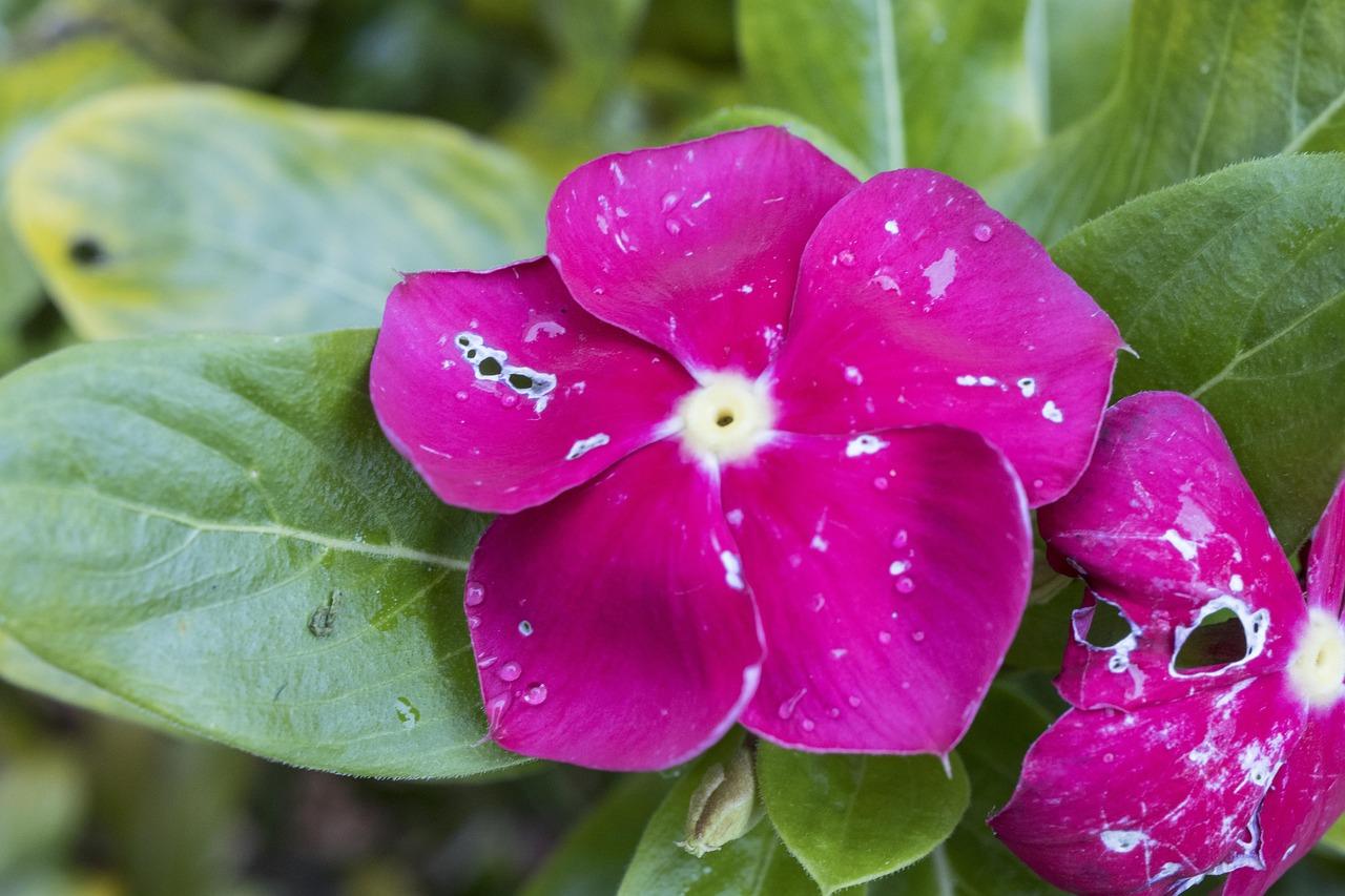 Plantesygdom Krydsord