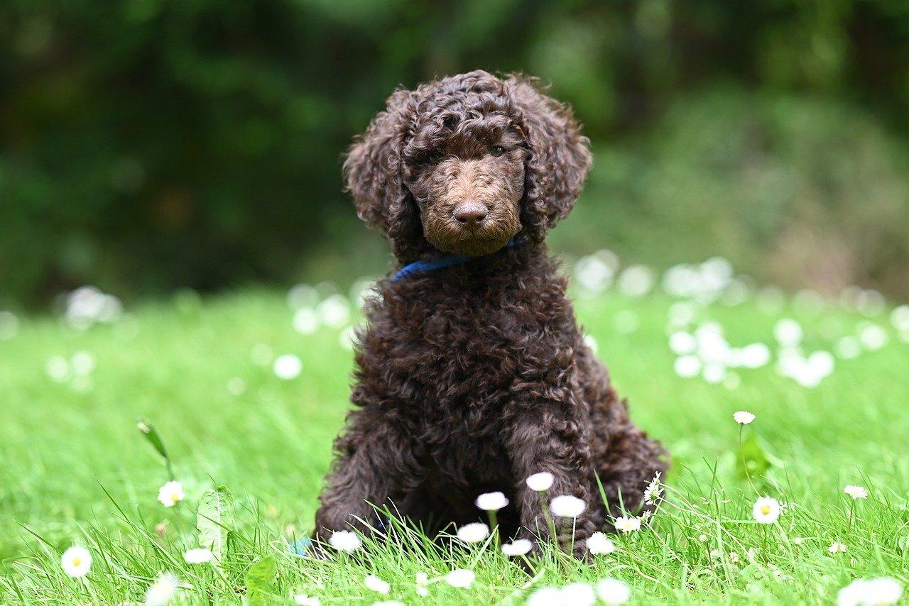 Repræsentant Krydsord