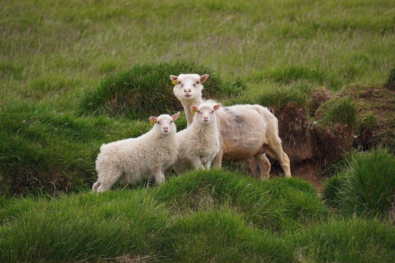 Landområder Krydsord