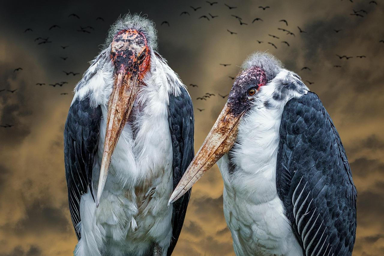 Marabu Krydsord