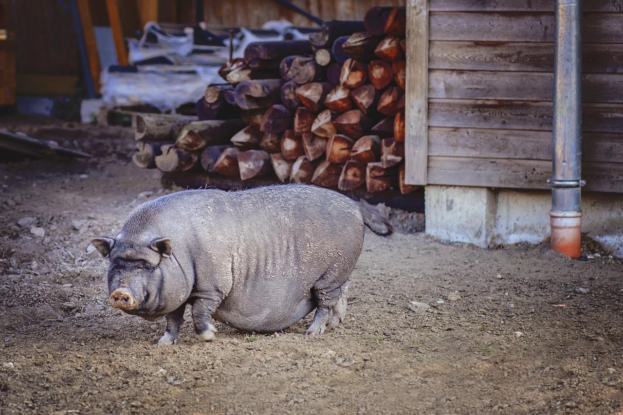 Organisk stof Krydsord