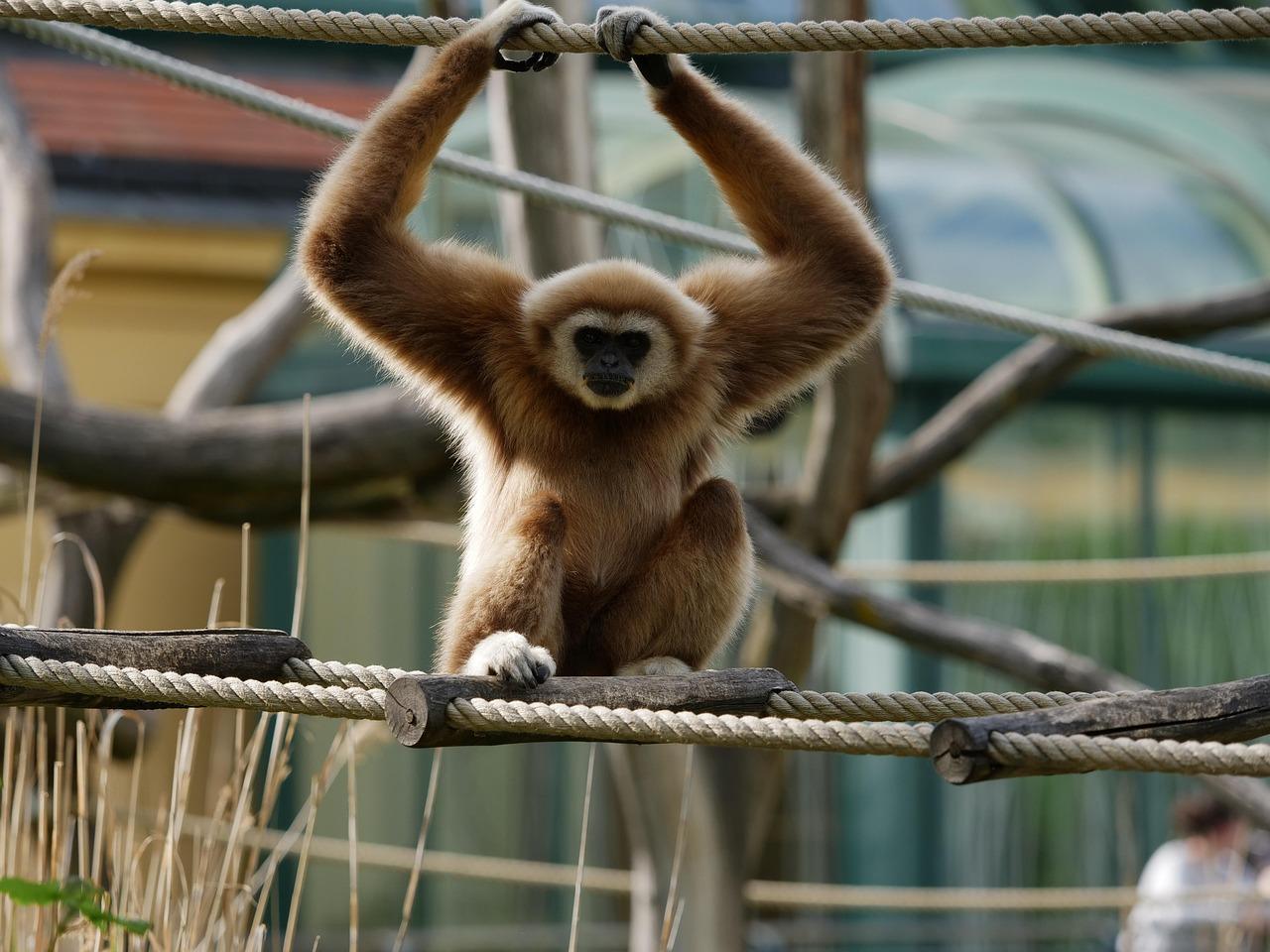 Gibbon Krydsord