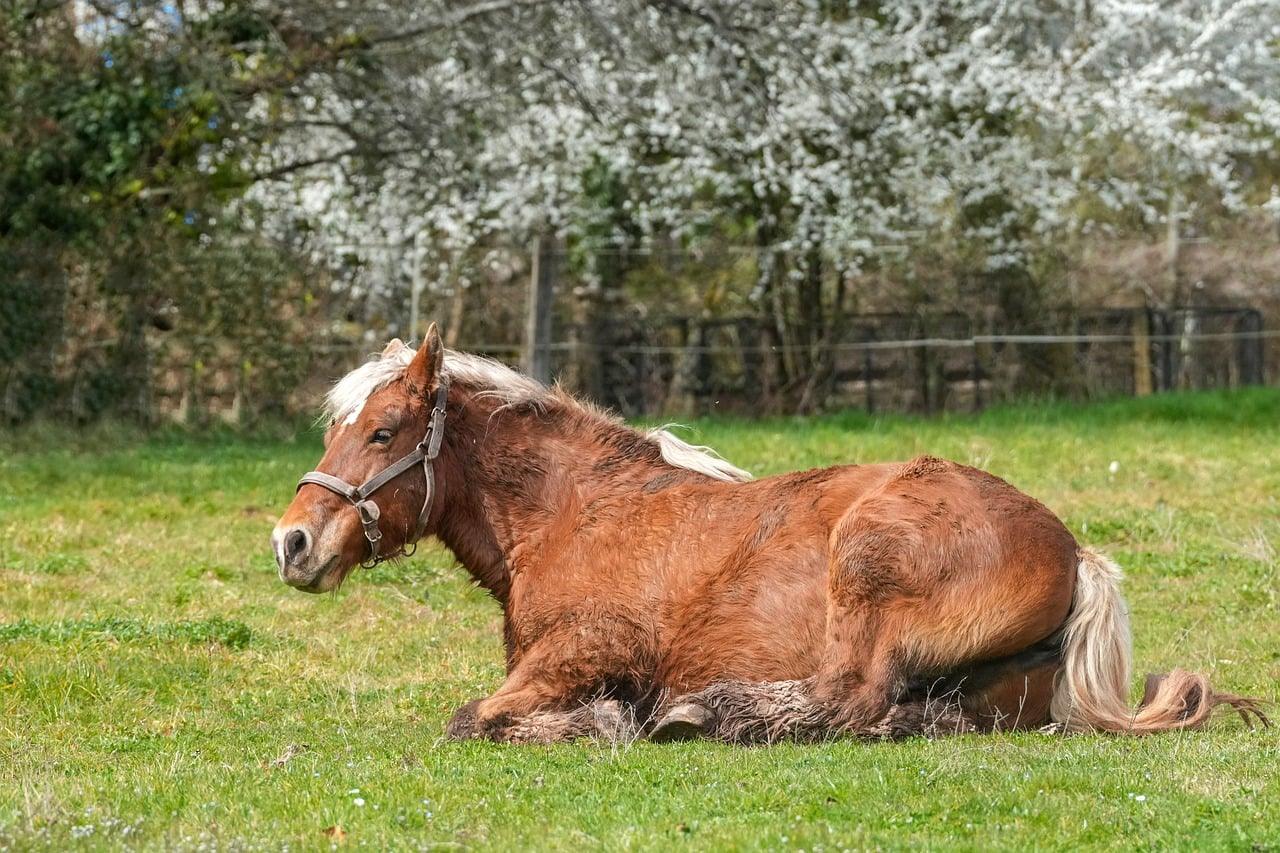Ung hest Krydsord