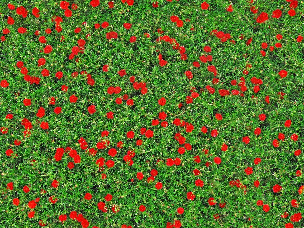 By ved limfjorden Krydsord