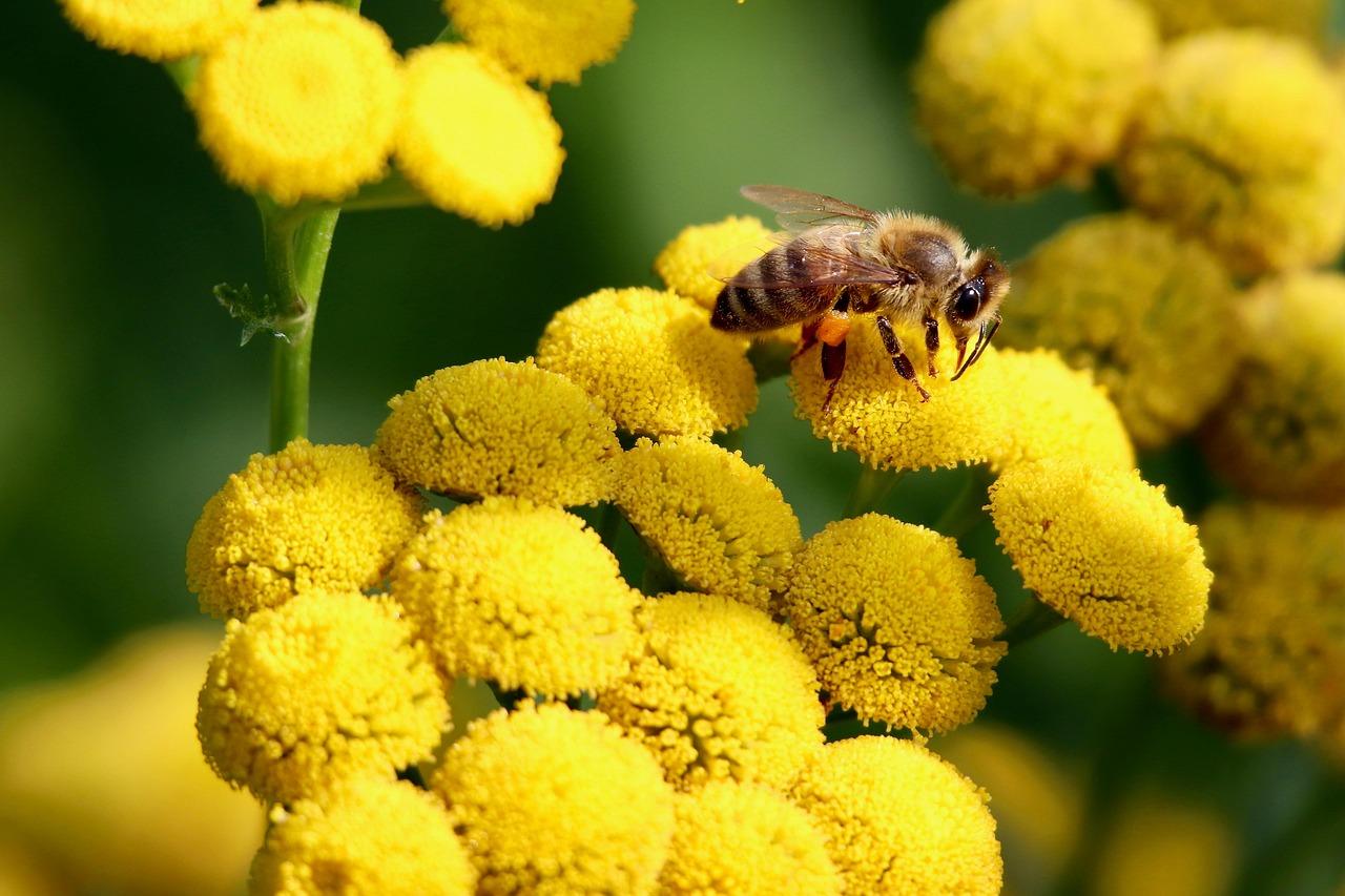 Blomsterstande Krydsord