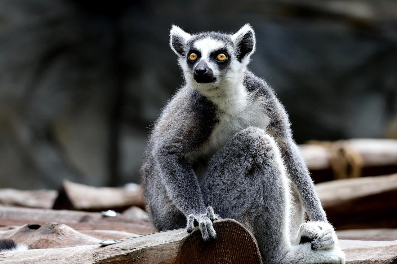 Lemur Krydsord
