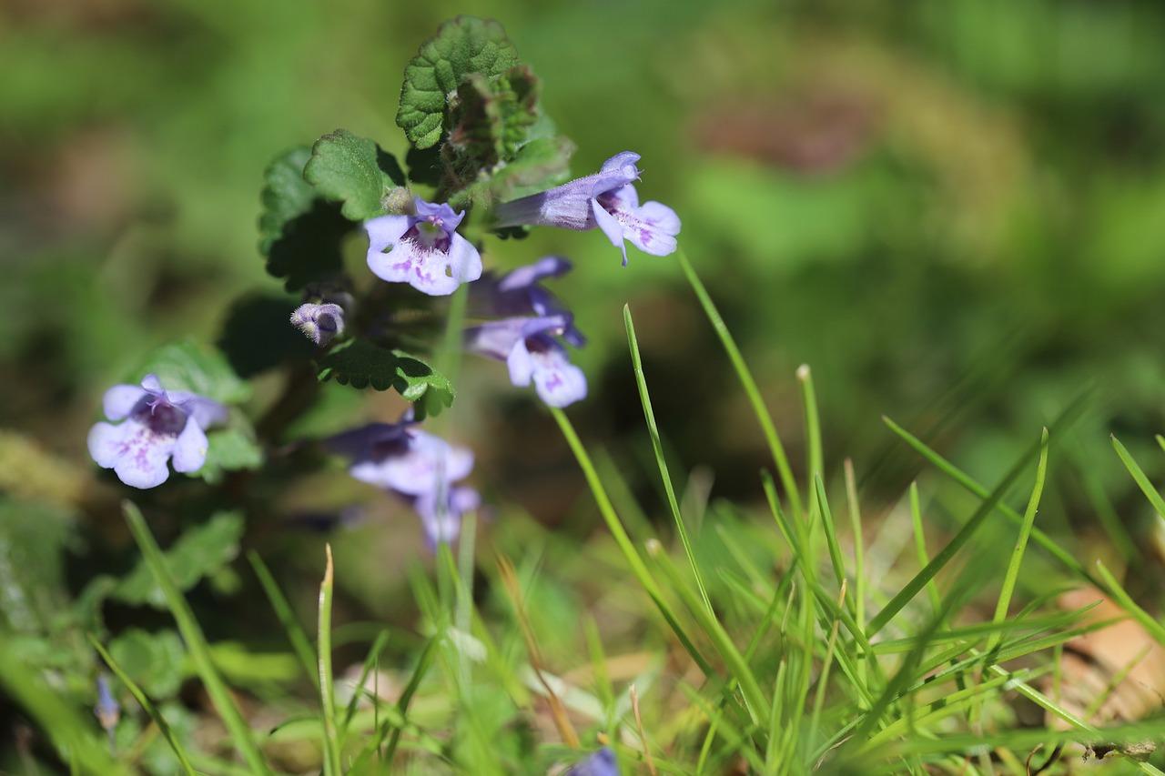 Krydderplante Krydsord