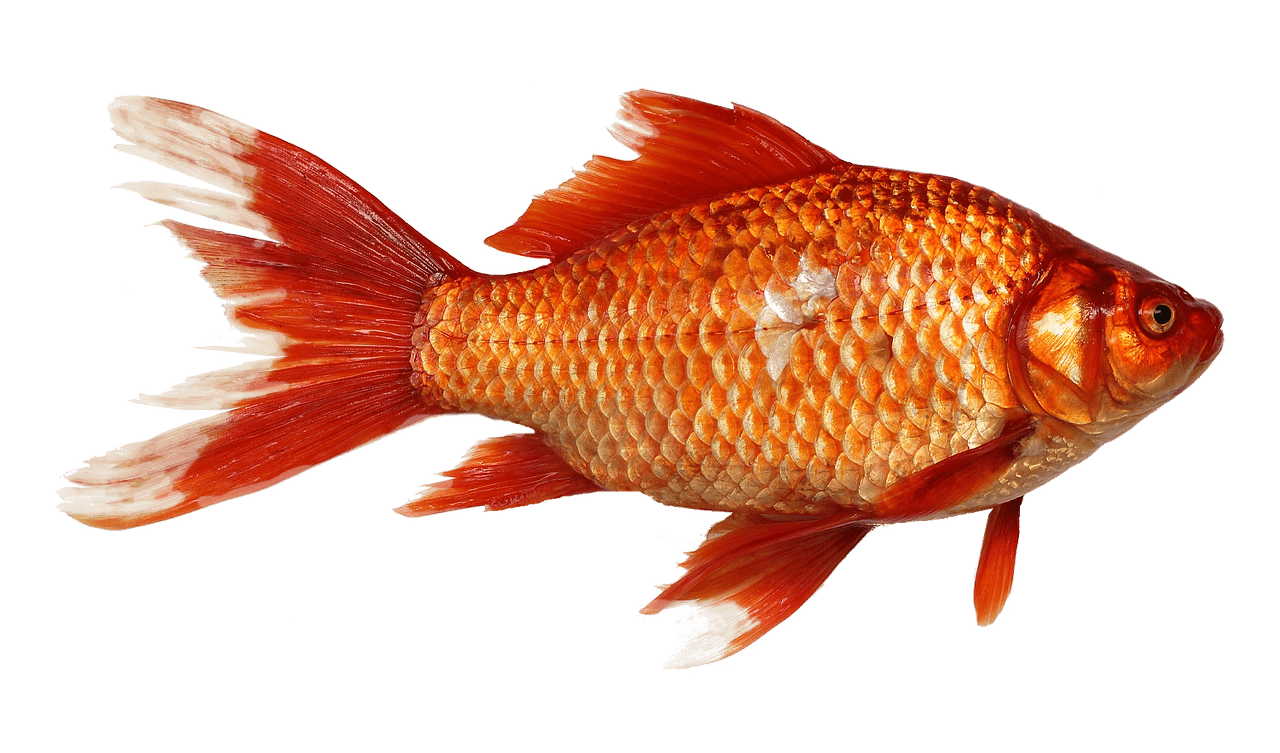 Lille fisk Krydsord