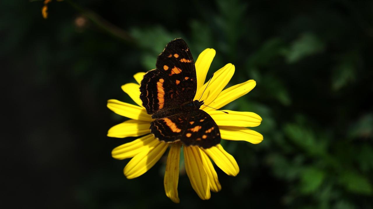 Svensk område Krydsord