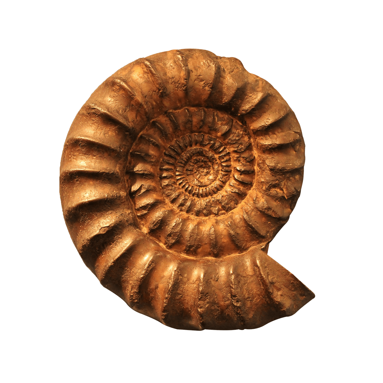Fossil Krydsord