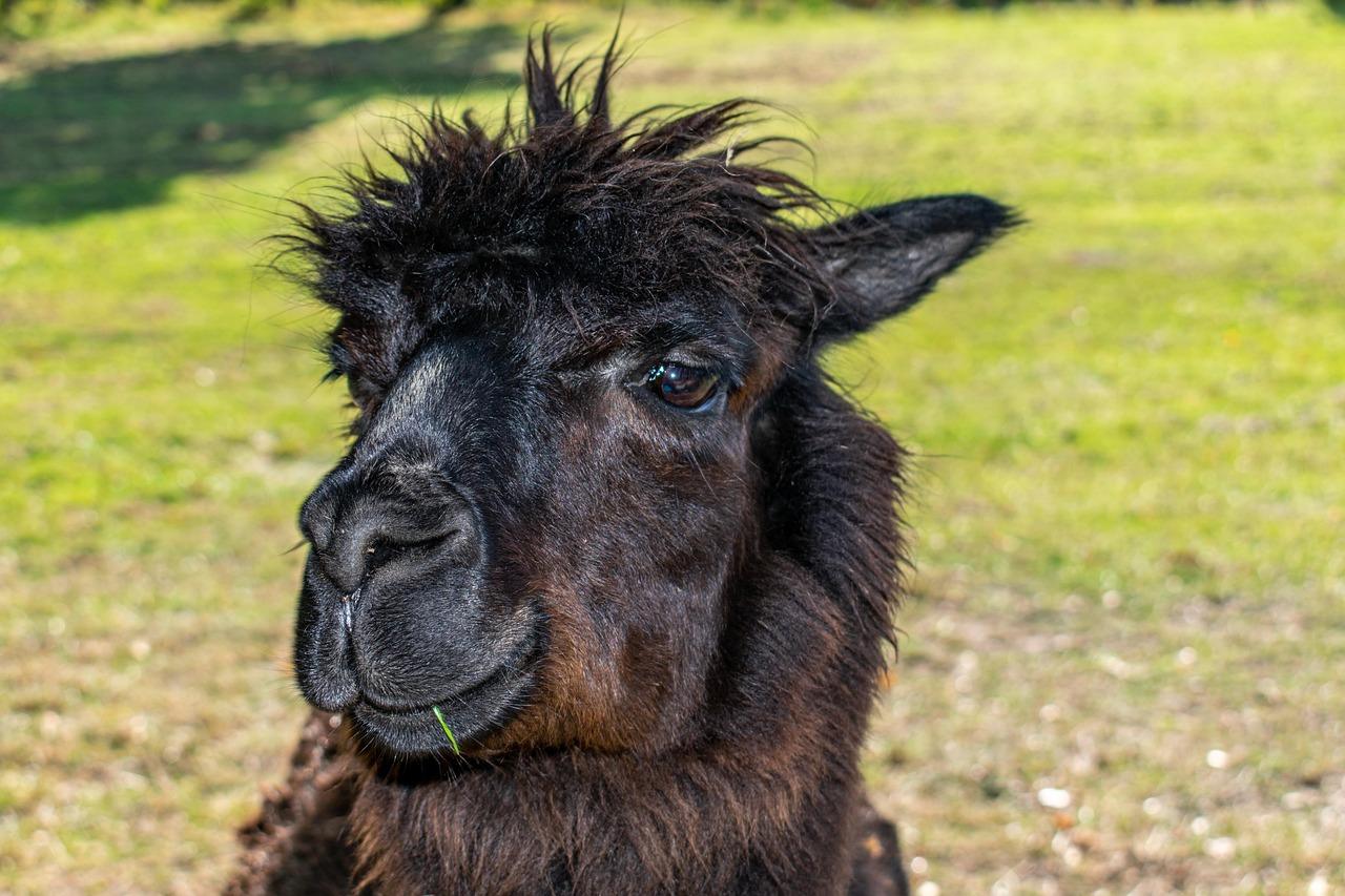 Lama Krydsord