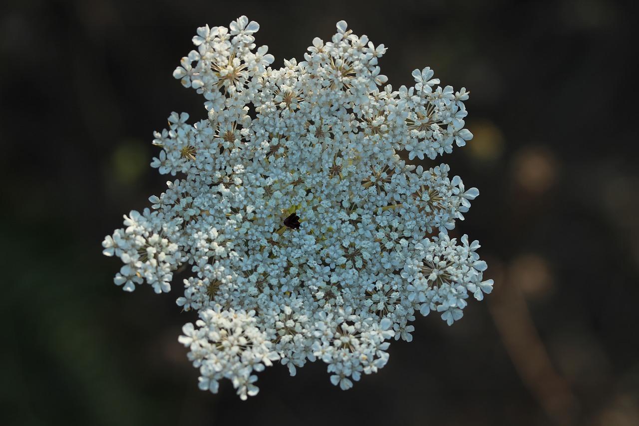 Skærmplante Krydsord