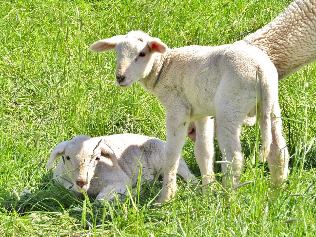 Merino Krydsord