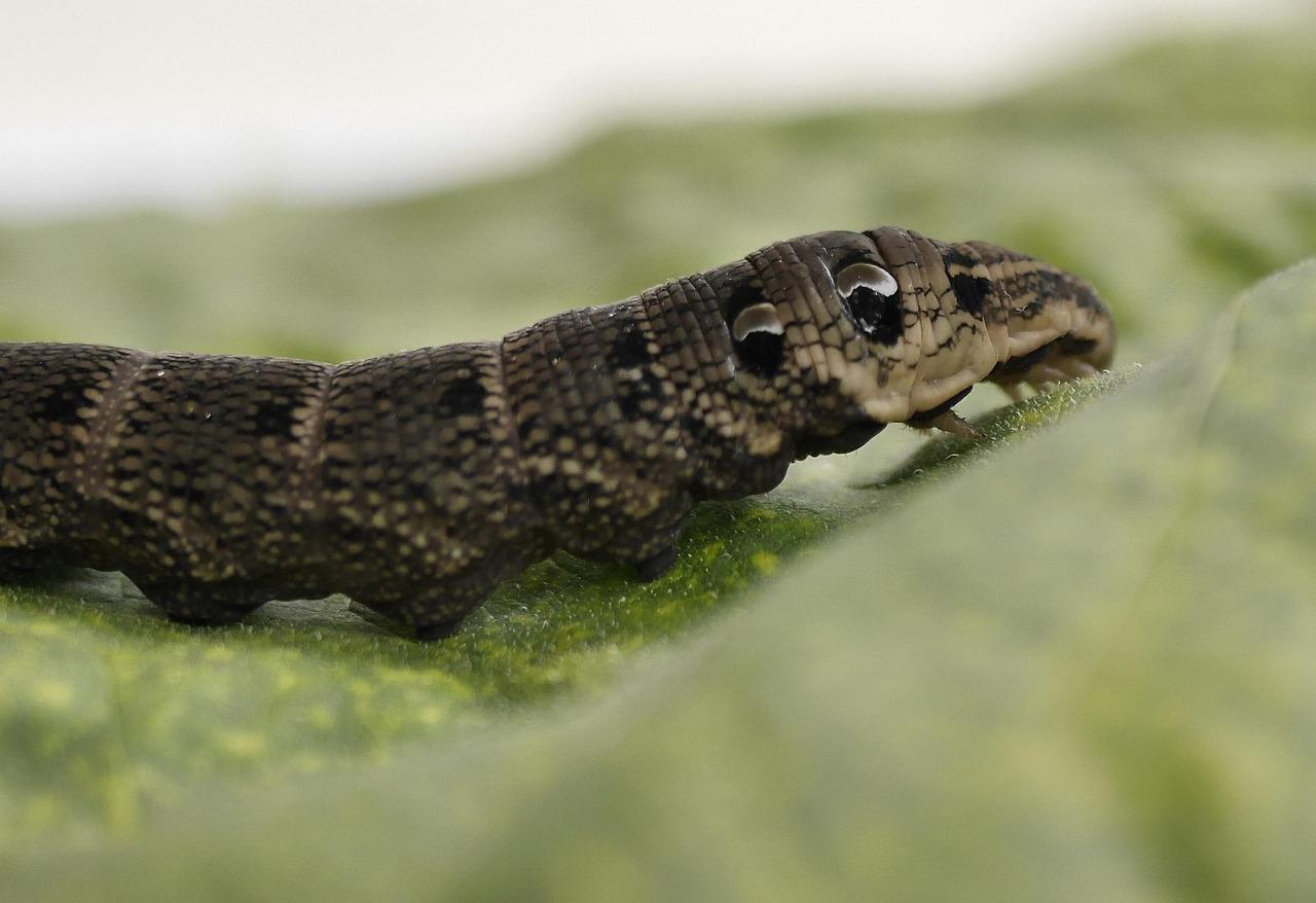 Entusiaster Krydsord