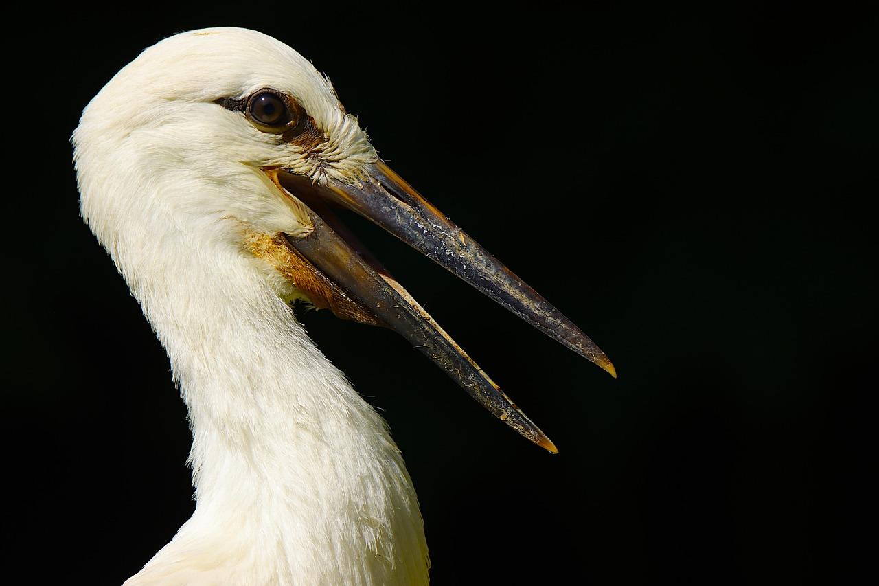Delikatesse Krydsord