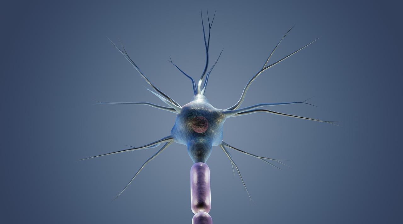 Nerve Krydsord