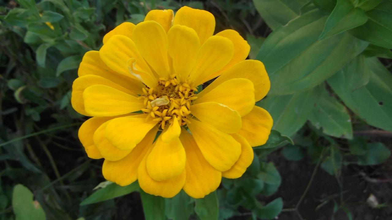 Blæksprutter Krydsord