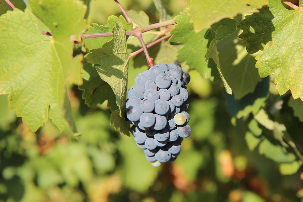 Merlot Krydsord