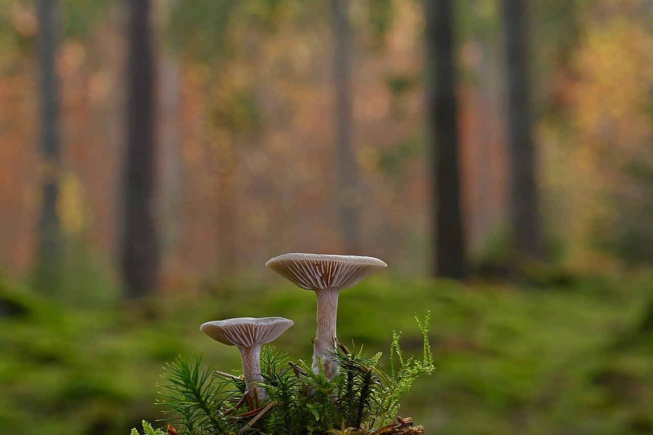 Gælere Krydsord