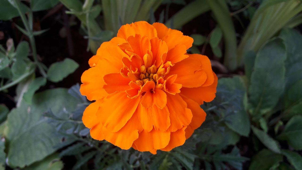 Sammenfaldende Krydsord