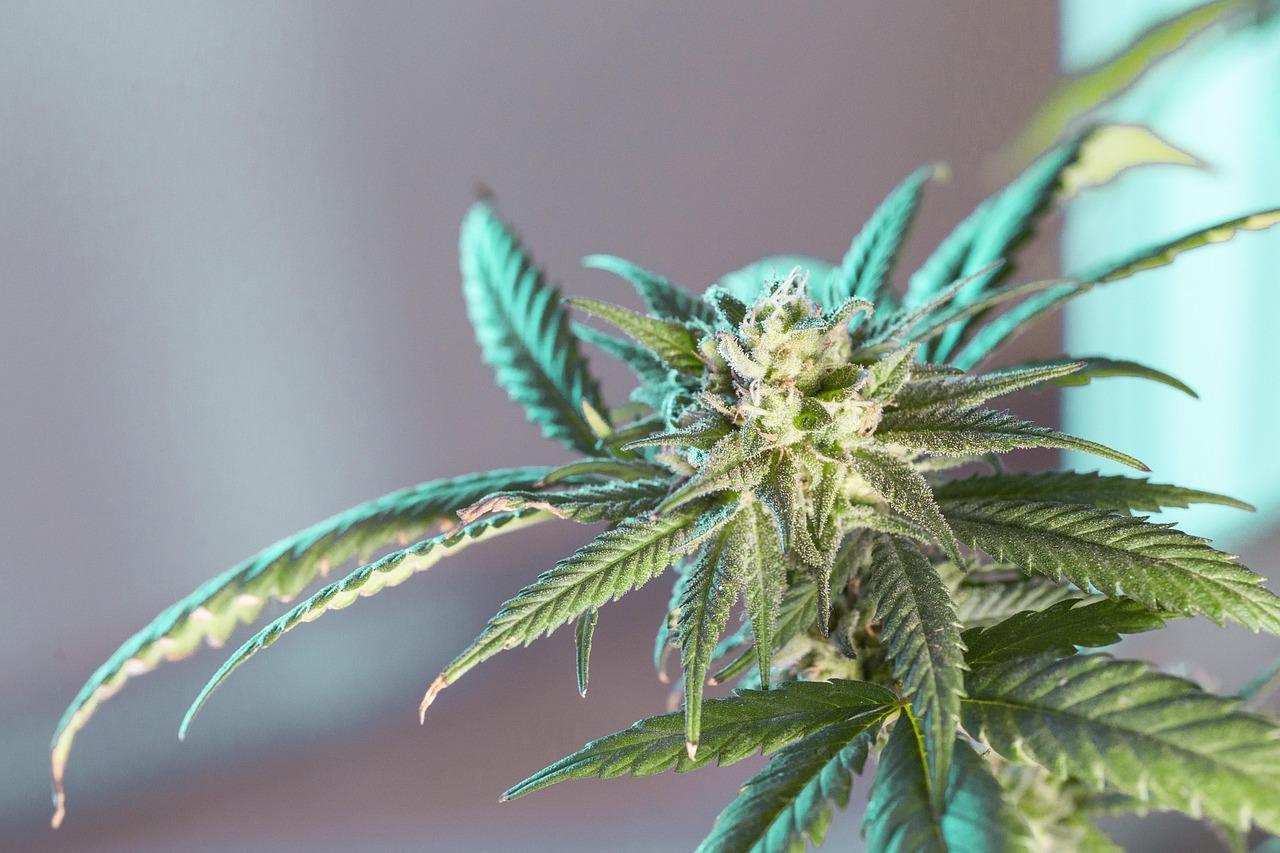 Cannabis Krydsord