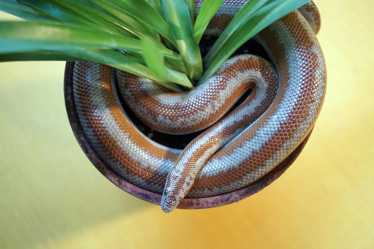 Kvælerslange Krydsord